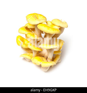 Giallo funghi Oyster isolato su un bianco di sfondo per studio. Foto Stock