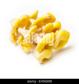 Giallo funghi Oyster isolato su un bianco di sfondo per studio. Foto Stock