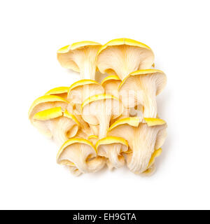 Giallo funghi Oyster isolato su un bianco di sfondo per studio. Foto Stock