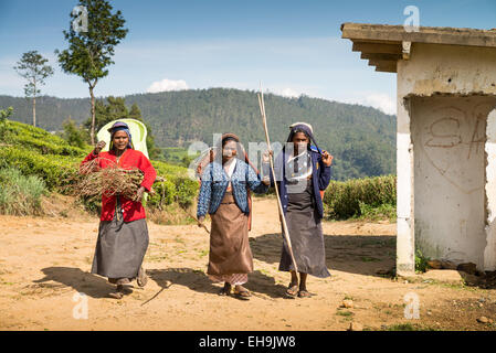 Raccoglitori di tè in una piantagione a Nuwara Eliya vicino a Kandy Sri Lanka asia Foto Stock