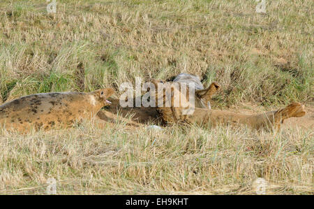 Atlantic Le foche grigie - Halichoerus grypus due femmine avvertire maschio off Foto Stock