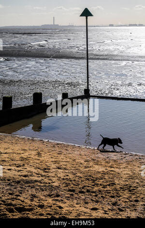 Un cane giocando sulla campana Wharf spiaggia a bassa marea a Leigh on Sea in Essex. Foto Stock