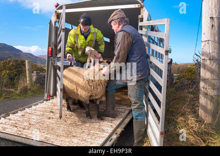 Ardara, County Donegal, Irlanda. Il 10 marzo 2015. Agricoltore Joseph Dunleavy (a destra) e suo figlio James mark pecore e agnelli a molla con il loro marchio di famiglia come sono lasciate fuori di erba per la prima volta quest'anno. Il maltempo ha precedentemente mantenuto il bestiame all'interno di fienili. Credito: Richard Wayman/Alamy Live News Foto Stock