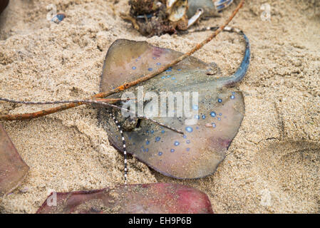 Pesce su una spiaggia, Arugam Bay, Sri Lanka, Asia Foto Stock