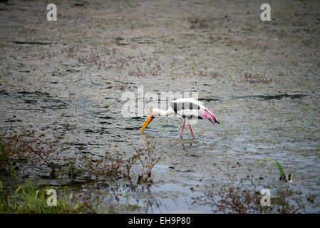 Kumana National Park, precedentemente Yala Est, Kumana, Provincia Orientale, Sri Lanka, Asia Foto Stock