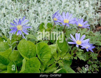 Viola rocky daisy flower garden composizione con foglie verdi in diverse tonalità di colore. Foto Stock