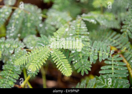Sensibile pianta verde Mimosa Pudica con rugiada telaio completo closeup. Foto Stock