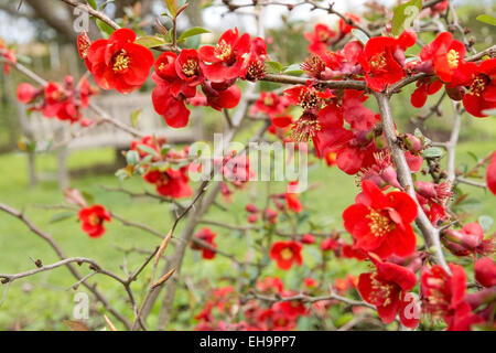 Dwarf mela cotogna la boccola con la molla rossa fiori in maggio, Stoccolma, Svezia. Foto Stock