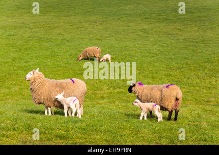 Ardara, County Donegal, Irlanda. Il 10 marzo 2015. Pecore e agnelli a molla sono lasciate fuori di erba per la prima volta quest'anno. Il maltempo ha precedentemente mantenuto il bestiame all'interno di fienili. Credito: Richard Wayman/Alamy Live News Foto Stock