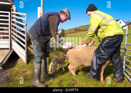 Ardara, County Donegal, Irlanda. Il 10 marzo 2015. Agricoltore Joseph Dunleavy (sinistra) e suo figlio James mark pecore e agnelli a molla con il loro marchio di famiglia come sono lasciate fuori di erba per la prima volta quest'anno. Il maltempo ha precedentemente mantenuto il bestiame all'interno di fienili. Credito: Richard Wayman/Alamy Live News Foto Stock