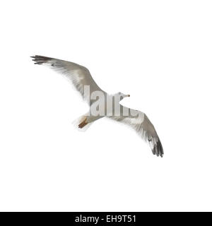 Flying seagull isolato su uno sfondo bianco. Foto Stock