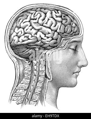 Il cervello umano, consigliere per la salute, secolo XIX, Foto Stock