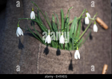 Snowdrop (Galanthus nivalis) in una tasca di una giacca di lana Foto Stock