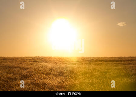 Un caldo tramonto nel paesaggio della Namibia Foto Stock