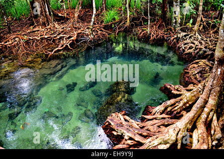 Radice di mangrovia in stagno di smeraldo Krabi Thailandia Foto Stock