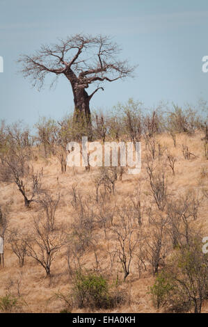 Baobab sulla sommità di una collina Foto Stock