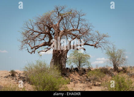 Vecchio Baobab sulla sommità di una collina Foto Stock