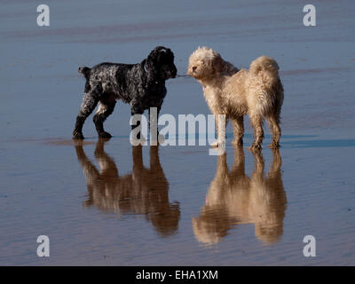 Due piccoli cani sulla spiaggia si riflette nella sabbia bagnata, REGNO UNITO Foto Stock