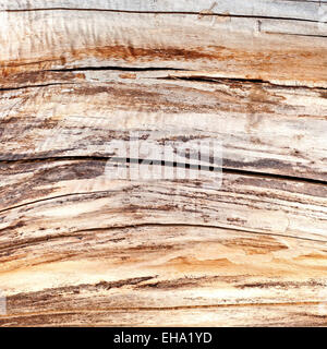 Vecchio legno secco Foto Stock