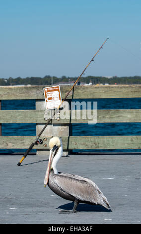 Seagull e pesca polo su una spiaggia pier Foto Stock