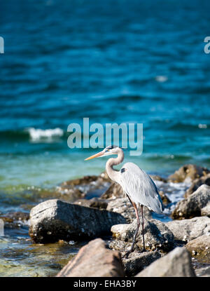 Airone cenerino appollaiato sulle rocce del Golfo del Messico in Florida Foto Stock