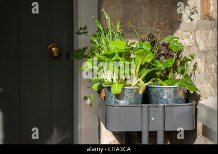 Erbe e foglie di insalata pronta per essere piantato in un cotswold Garden cottage, Inghilterra, Regno Unito. Foto Stock