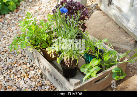 Erbe e foglie di insalata pronta per essere piantato in un cotswold Garden cottage, Inghilterra, Regno Unito. Foto Stock