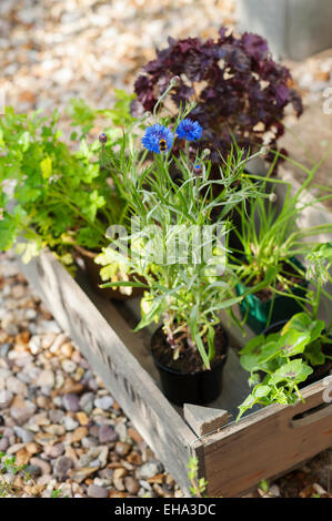 Erbe e foglie di insalata pronta per essere piantato in un cotswold Garden cottage, Inghilterra, Regno Unito. Foto Stock