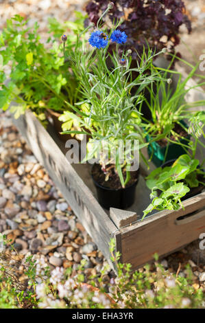 Erbe e foglie di insalata pronta per essere piantato in un cotswold Garden cottage, Inghilterra, Regno Unito. Foto Stock