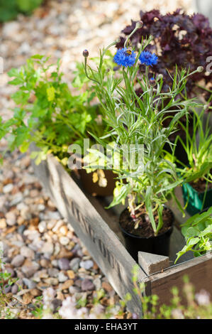 Erbe e foglie di insalata pronta per essere piantato in un cotswold Garden cottage, Inghilterra, Regno Unito. Foto Stock