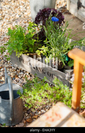 Erbe e foglie di insalata pronta per essere piantato in un Cotswold Garden cottage, Inghilterra, Regno Unito. Foto Stock