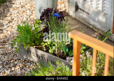 Erbe e foglie di insalata pronta per essere piantato in un Cotswold Garden cottage, Inghilterra, Regno Unito. Foto Stock