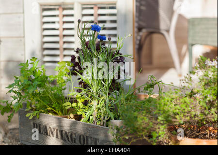 Erbe e foglie di insalata pronta per essere piantato in un cotswold Garden cottage, Inghilterra, Regno Unito. Foto Stock