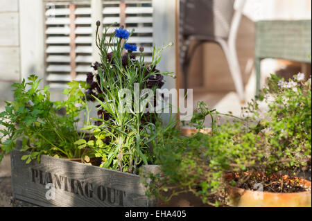 Erbe e foglie di insalata pronta per essere piantato in un cotswold Garden cottage, Inghilterra, Regno Unito. Foto Stock