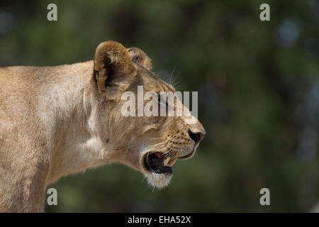 Una leonessa coetanei in distanza Foto Stock