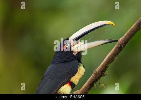 Un pallido mandibled Aracari (Pteroglossus erythropygius) adulto appollaiato sul ramo nella foresta pluviale, Ecuador, Ande, Sud America Foto Stock