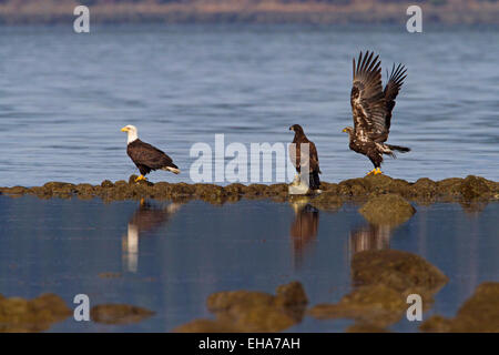 Aquile calve (Haliaeetus leucocephalus) adulti e due immaturi a Buccaneer, spiaggia profonda baia, l'isola di Vancouver, BC, Canada in Marzo Foto Stock