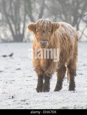 Brown highland mucca in un campo del gelo Foto Stock