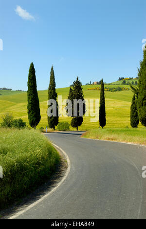 Cipressi lungo la strada curva in primavera, Val d'Orcia, Toscana, Italia Foto Stock