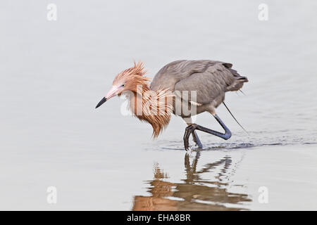 Reddish Garzetta (Egretta rufescens) singolo adulto di pesca sul Beach, Florida, Stati Uniti d'America Foto Stock