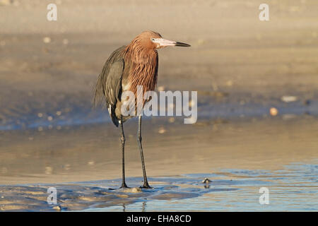 Reddish Garzetta (Egretta rufescens) singolo adulto di pesca sul Beach, Florida, Stati Uniti d'America Foto Stock