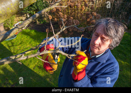 Di mezza età uomo bianco lavora in giardino pruneing ad un albero di mele. Foto Stock