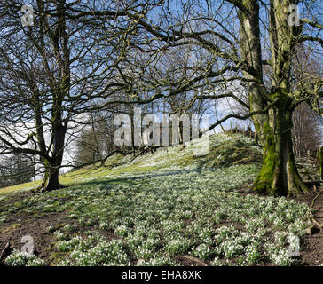 Snowdrops e faggi in inverno. Scottish Borders. Scozia Foto Stock