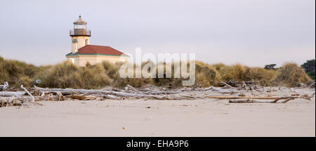 Driftwood raccoglie alta sulla spiaggia osservato ad alta bassa marea Foto Stock