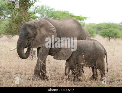 Elefante africano con giovani assistenza infermieristica Foto Stock