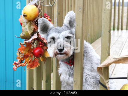 Poco amichevole terrier grigio con colletto rosso sul balcone Foto Stock