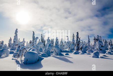 Una coperta di neve foresta in Lapponia finlandese Foto Stock