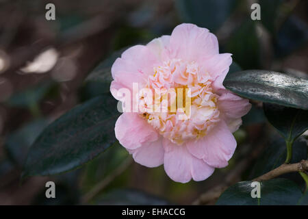 Pink Camellia flower. Foto Stock