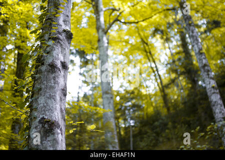 Foresta di betulla, Forêt de Saou, della Drôme Rhône-Alpes, in Francia Foto Stock