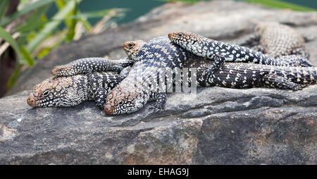 Australian lizard a rilassarci potrebbe essere comune blue tongue skink Foto Stock